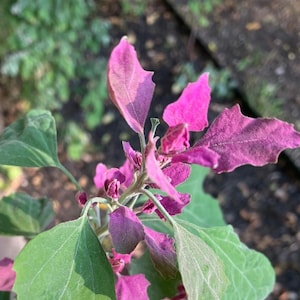 Pode incluir: Close-up de uma planta de folhas rosa e verdes com uma superfície texturizada. A planta tem um tom rosa vibrante e folhas verdes.