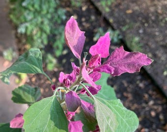 Lila Gänsefuß ~ Chenopodium giganteum ~ Baumspinat ~ Riesen-Lammgras ~ Magenta Spreen ~ Schnell wachsendes Einjähriges