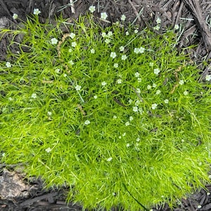 Irländsk mossa Frön ~Sagina subulata~ Pärlmossa ~ Ljung ~ Sylbladig pärlmossa ~ Härdig vintergrön marktäckare ~ Europeisk inhemsk ~ Vägväxt