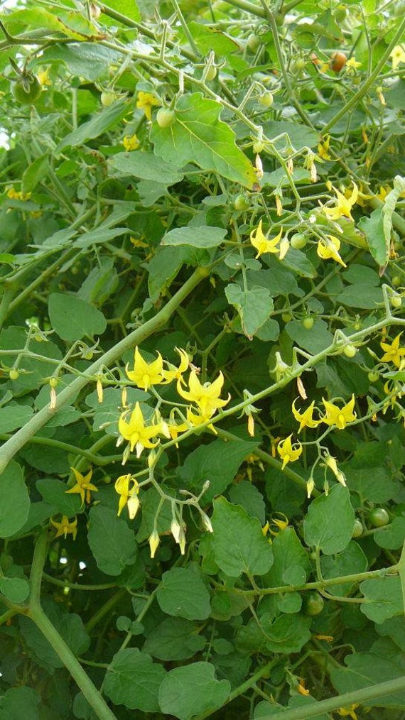 Semi Pomodoro Spoon Ribes | 20 Semi | Pomodoro Più Piccolo Del Mondo | Da Coltivazione - Foto 2