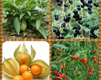 Exotic Solanum Collection: 5 Pepino Melon Seeds; 25 Ground Cherry Seeds; 25 Black Goji Berry Seeds; 50 Red Goji Berry Seeds. Rare Nightshade