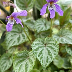 May include: Close-up of a purple violet flower with white markings in the center. The flower is surrounded by green leaves with white variegation.