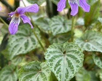 Variegated Korean Violet Seeds ~Viola selkirkii f variegata~ Rare w/Delicate Foliage ~ Ideal for Shade or Containers ~Hardy to Zone 5 & up