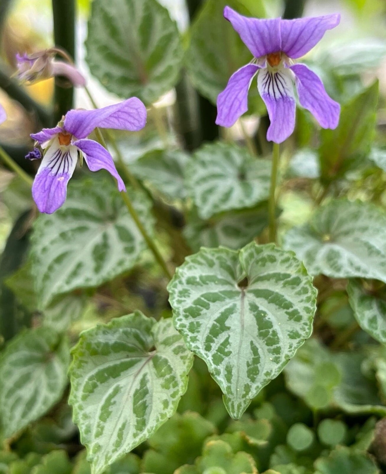 斑入り韓国スミレの種子 ~Viola selkirkii f variegata~ 繊細な葉を