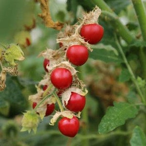 Litchi Tomato Solanum sisymbriifolium Seeds Large White-Lavender Flowers Morelle de Balbis Vila-vila Fire-and-Ice Plant image 3