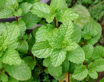 Semi di menta verde ~Mentha spicata~ Menta da giardino ~ Menta d'agnello ~