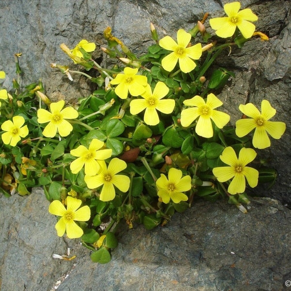 Bonsai Sorrel ~Oxalis carnosa~ Succulent Caudex ~ Caudiciform from Chile ~ Easy to grow from Seed ~ False Shamrock ~ Woodsorrel megalorrhiza