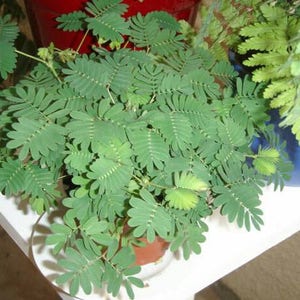 Sensitive Plant Seeds Mimosa pudica Leaves that move Shy plant Bashful Plant Touch-Me-Not image 3