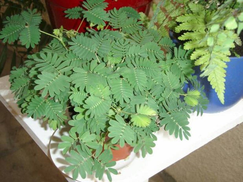 Sensitive Plant Seeds Mimosa pudica Leaves that move Shy plant Bashful Plant Touch-Me-Not image 3