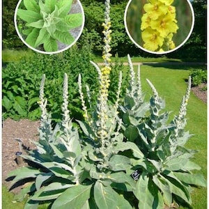 Puede incluir: Una planta alta con hojas grandes, verdes y peludas y espigas de flores amarillas altas. La planta está en un jardín.