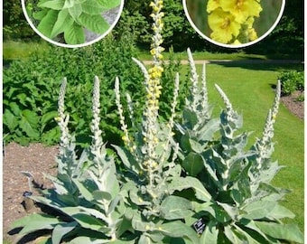 Mullein Seeds ~Verbascum thapsus~ Wildflower Seeds