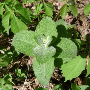 Applemint Seeds Mentha suaveolens Apple Mint Woolly Mint Pineapple Mint Round-leaved Mint image 2