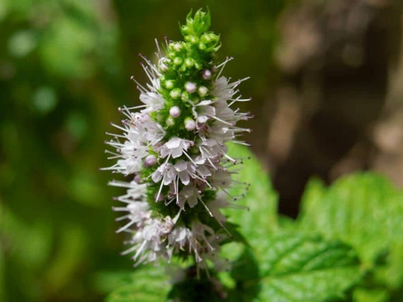 100+ Spearmint Seeds (Mentha Spicata) - Non-GMO, Easy To Grow Herb, Free Shipping!