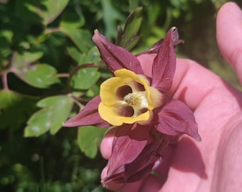 Oriental Columbine Seeds ~Aquilegia oxysepala~ Flamboyant Rock Lily, Granny's Bonnet