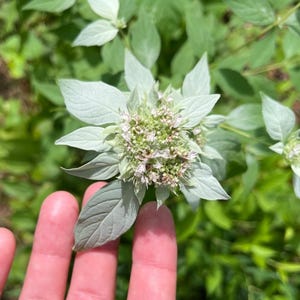 Op de afbeelding: Close-up van een bloeiende plant met lichtgroene bladeren en kleine, delicate witte en roze bloemen. De plant is omgeven door groen gebladerte, met een hand op de voorgrond.
