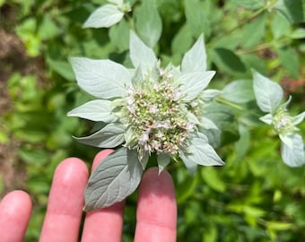 Silverleaf Mountain Mint Seeds ~Pycnanthemum incanum~ Hoary Mountain Mint ~ Frosted Mint ~ Native Pollinator Magnet ~ Aromatic Perennial