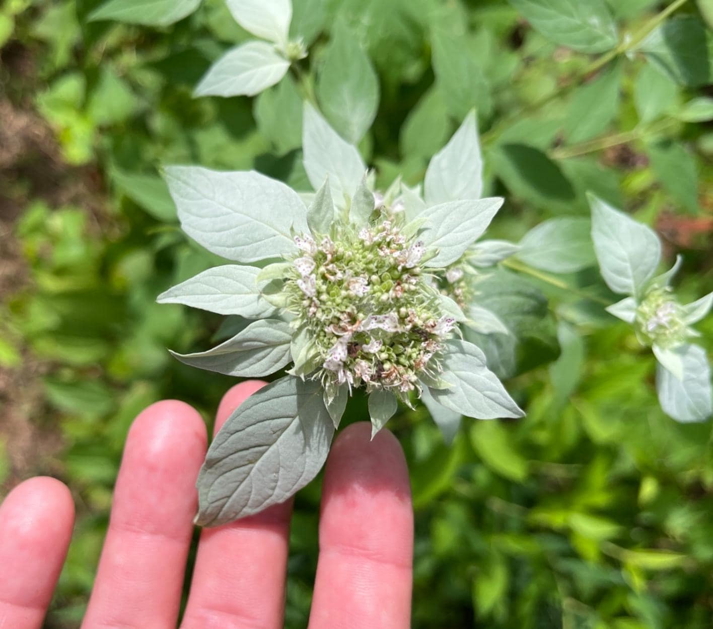 シルバーリーフマウンテンミントの種子 ~Pycnanthemum incanum