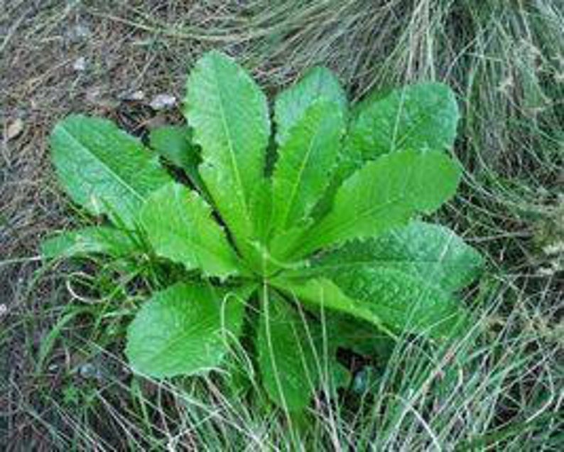 Wild Lettuce Seeds L. virosa Wild Lactuca Seeds image 4