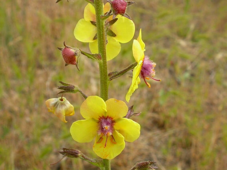 Moth Mullein Verbascum blattaria Wildflower Seeds image 2