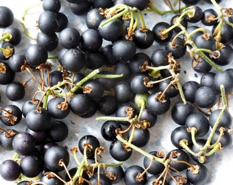 Wonderberry Seeds ~Solanum retroflexum~ Burbank’s Sunberry ~ Garden Huckleberry ~ (Solanum retroflexum formerly S. x burbankii)