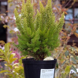 Tree Heath Seeds Erica arborea White Heath Giant Heather Briar root Bruyère Ericaceae Scented Garden Briarwood Smoking Pipe image 6