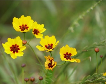 Plains Coreopsis Seeds ~Coreopsis tinctoria~ Golden Daisy Delight! Native Wildflower for Sun