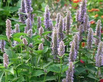 Anise Hyssop Seeds ~Agastache foeniculum~ Native Prairie Mint~ Attracts Bees Butterflies & hummingbirds~ Fragrant Wildflower Hardy Perennial