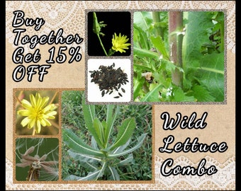 Wild Lettuce Combo ~Wild Lettuce & Prickly Lettuce Seeds ~Lactuca virosa + L. serriola~