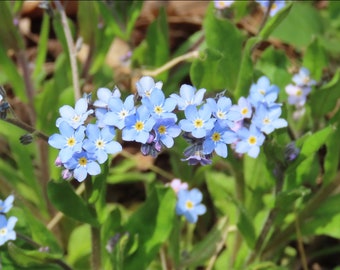 Forget-Me-Not Seeds ~Myosotis sylvatica~ Delicate Blue Blooms! Enchanting Groundcover