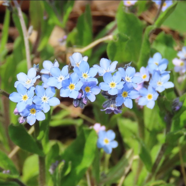 Forget-Me-Not Seeds ~Myosotis sylvatica~ Delicate Blue Blooms! Enchanting Groundcover