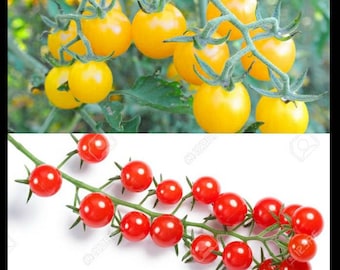 Combo de tomates sauvages ~ Tomates des îles Galapagos et graines de tomates groseilles (cuillère) ~ Solanum cheesmaniae + S. pimpinellifolium ~ Prolifique ~ Ancêtres