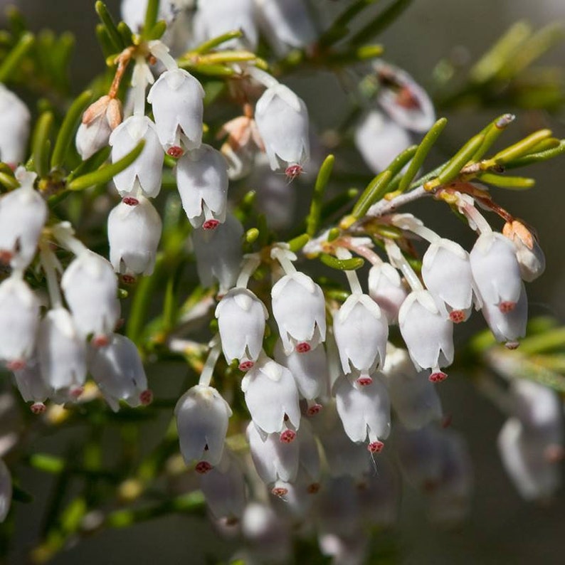 Tree Heath Seeds Erica arborea White Heath Giant Heather Briar root Bruyère Ericaceae Scented Garden Briarwood Smoking Pipe image 8