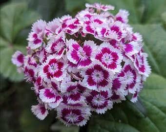 Sweet William Seeds ~Dianthus barbatus~ Fragrant Biennial ~ Flowers Borne in Large Clusters in Red, Pink & White