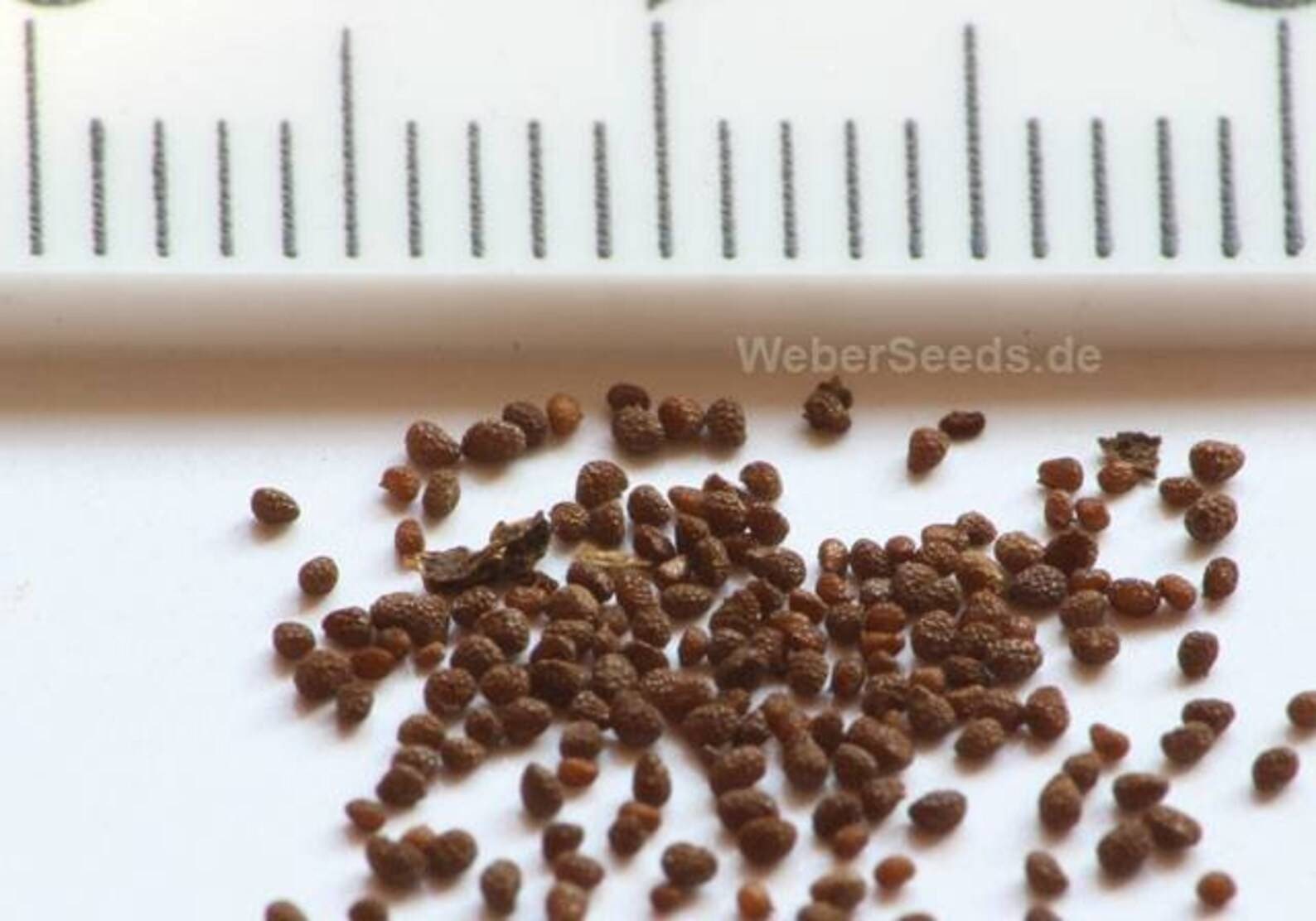 tobacco rustica seeds Aztec Wild Tobacco Seeds ~nicotiana Rustica~ Wild Tobacco ~ Mapacho ~  Natural Pest Control ~ Pollinator Magnet ~ Historic Annual