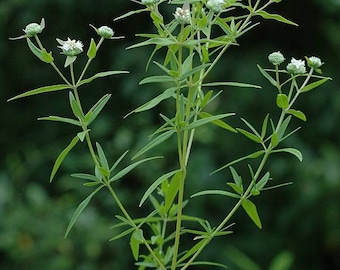 バージニアマウンテンミント ~Picnanthemum virginianum~ 東部原産