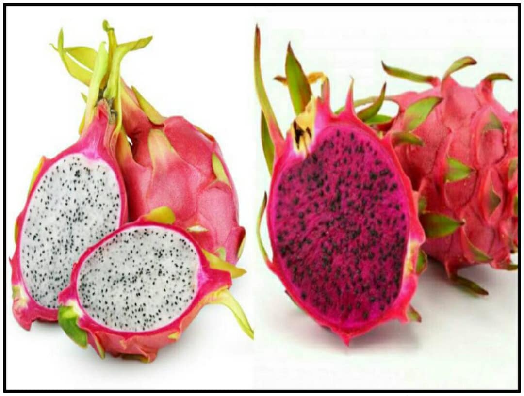 Red Dragon Fruit & White Dragon Fruit hylocereus Costaricensis Hylocereus Undatus Seeds You Get
