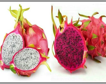 Red Dragon Fruit & White Dragon Fruit (Hylocereus costaricensis -  Hylocereus undatus) Seeds ~ You Get Both! Pitaya Cactus