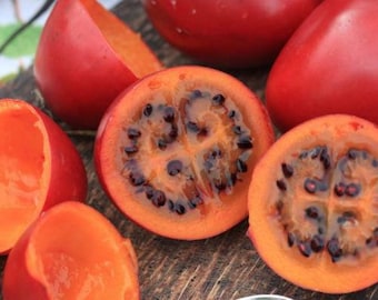 Red Tamarillo Seeds ~Solanum becateum~ Cyphomandra becatea ~ Tree Tomato ~ Tomate de Arbol Andino, Tomate Serrano, Yuca, Sachatomate