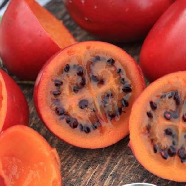 Graines de tamarillo rouge ~Solanum becateum~ Cyphomandra becatea ~ Tomate arbustive ~ Tomate de Arbol Andino, Tomate Serrano, Yuca, Sachatomate