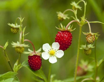 Wild European Strawberry ~Fragaria vesca Seeds ~ Alpine Strawberry ~ Woodland ~ Fraise du Bois ~ Wild / Improved Rügen / Alexanderia