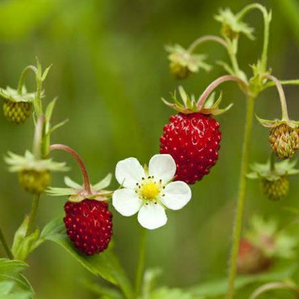 Wild European Strawberry ~Fragaria vesca Seeds ~ Alpine Strawberry ~ Woodland ~ Fraise du Bois ~ Wild / Improved Rügen / Alexanderia