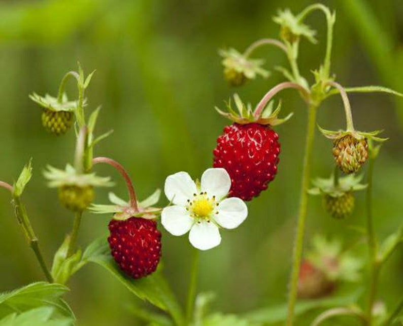 Fraise sauvage européenne Graines Fragaria vesca Fraise des Alpes Forêt Fraise du Bois Sauvage / Amélioré Rügen / Alexanderia image 1