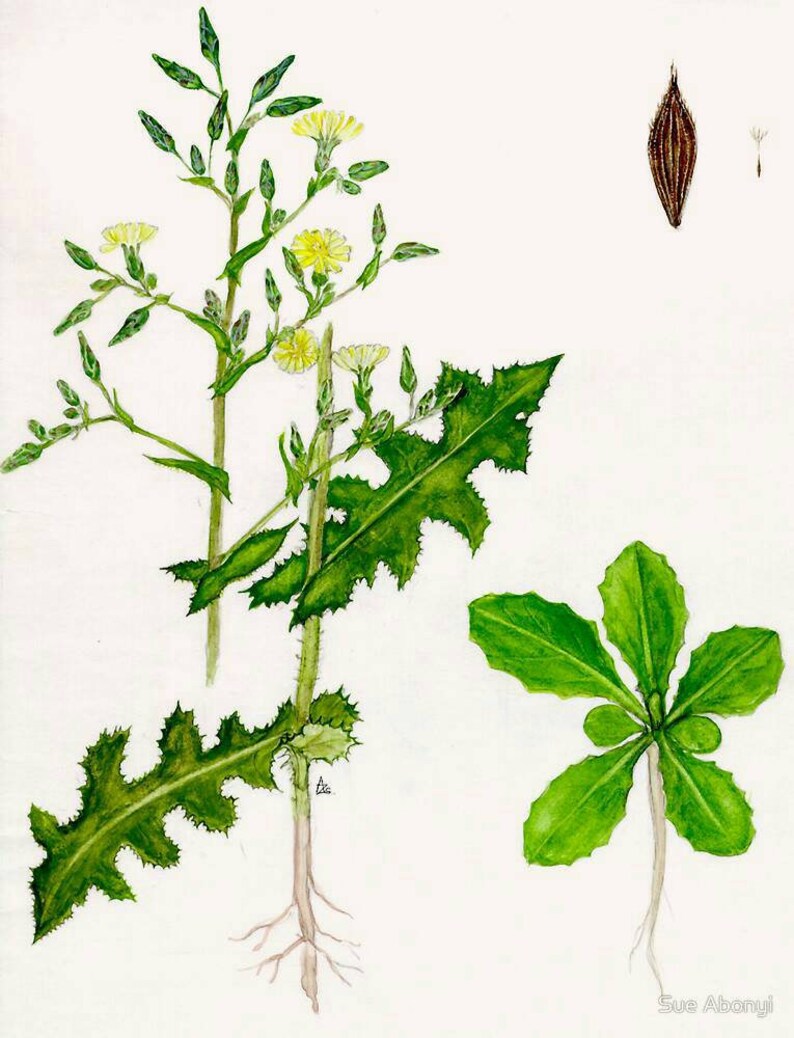 Prickly Lettuce Seeds lactuca Serriola Wild Lettuce Seeds Etsy UK
