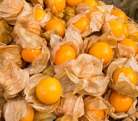 Chinese Lantern EDIBLE GOLDEN BERRY cherries physalis peruviana berries 25 SEEDS
