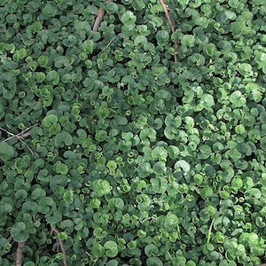 Mercury Bay Weed Dichondra repens Beautiful Mat-Forming Ground Cover Lawn Plant Kidney Weed image 7