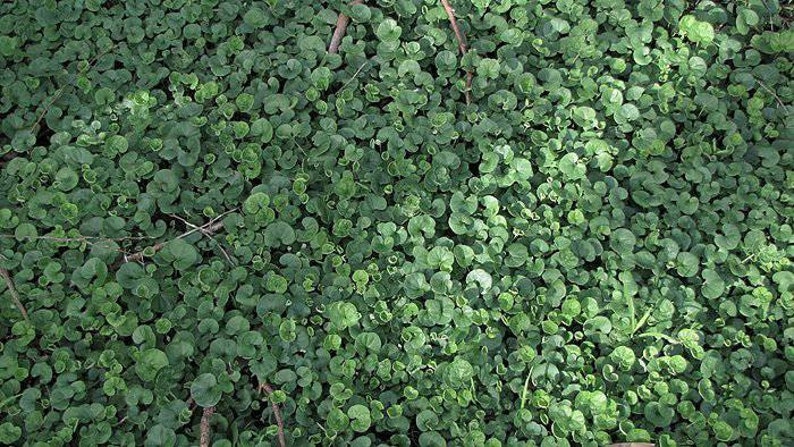 Mercury Bay Weed Dichondra repens Beautiful Mat-Forming Ground Cover Lawn Plant Kidney Weed image 7