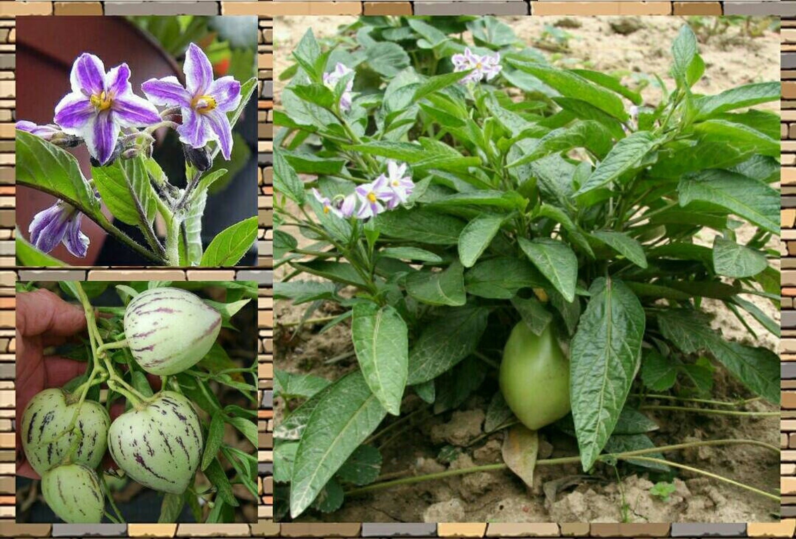 A collage of pepino melon images including flowers, fruits, and a bush growing in the ground.