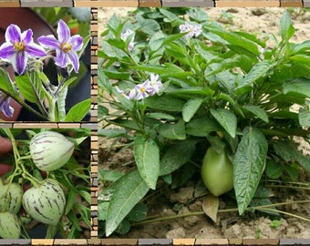 Pepino Melon Seeds ~Solanum muricatum~ Pepino Dulce ~ Ideal for growing in containers
