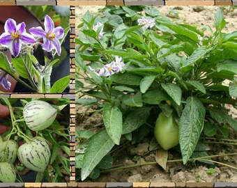 Semillas de Melón Pepino ~Solanum muricatum~ Melón de Árbol ~ Melón Pera ~ Fruta Andina ~ Perenne Tierna ~ Belleza Exótica