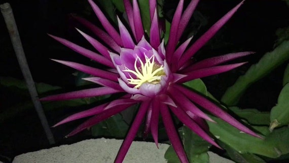 Red Dragon Fruit Seeds Spectacular Flowers Very Easy to 